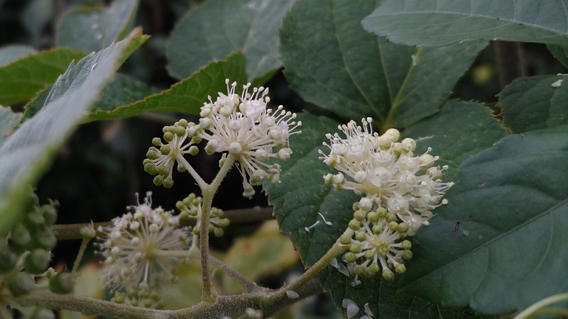 ウドの花 横浜市旭区中希望が丘