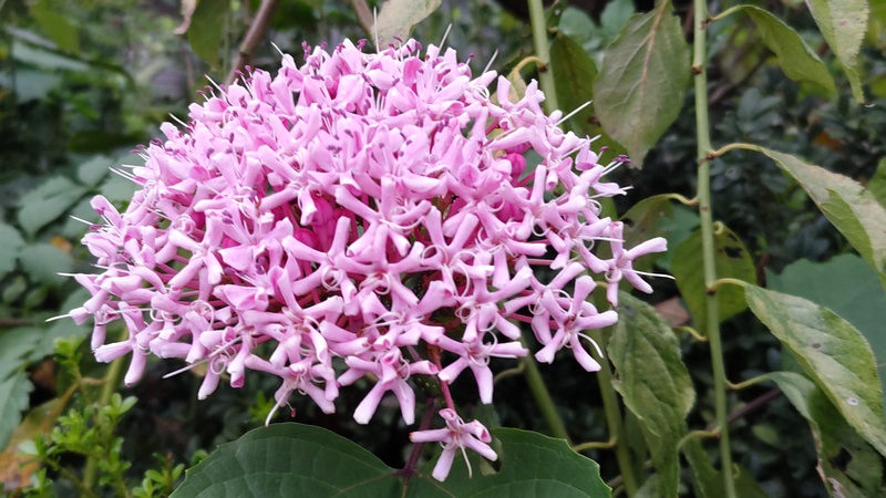 ボタンクサギの花 横浜市旭区中希望が丘