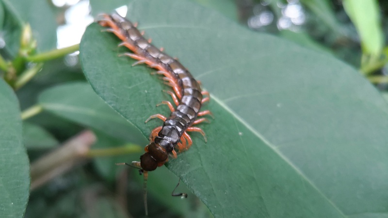 トビズムカデ 横浜市瀬谷区長屋門公園