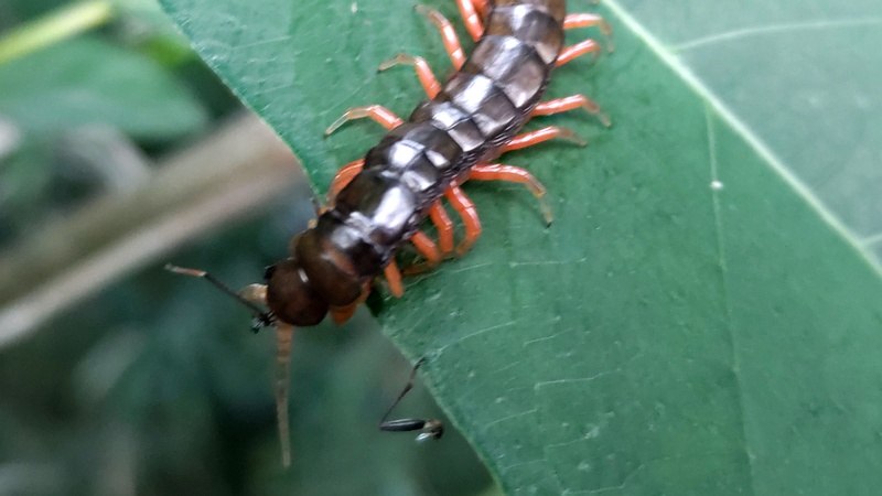 トビズムカデ 横浜市瀬谷区長屋門公園