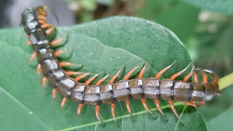 トビズムカデ 横浜市瀬谷区長屋門公園