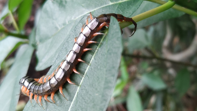 トビズムカデ 横浜市瀬谷区長屋門公園
