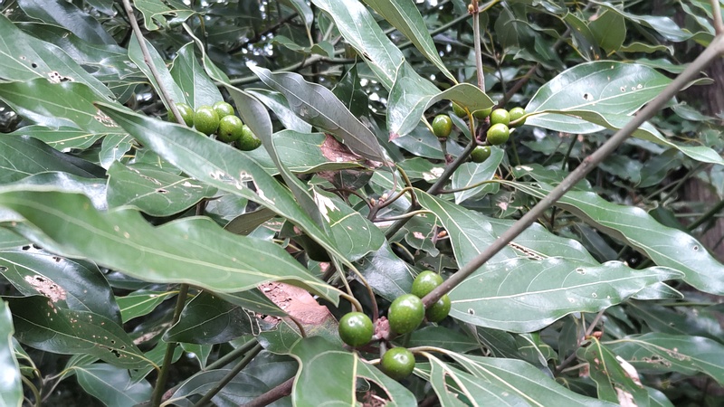 シロダモの果実 横浜市瀬谷区長屋門公園
