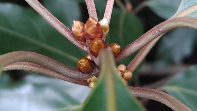 シロダモの蕾 横浜市瀬谷区長屋門公園