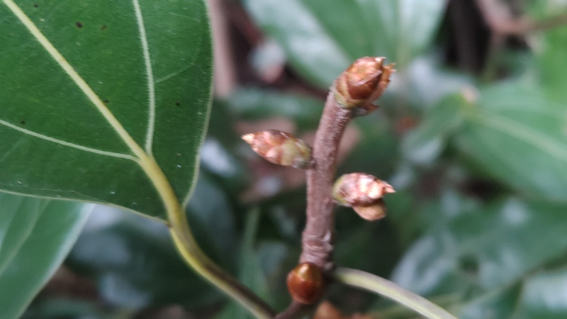 シロダモの蕾 横浜市瀬谷区長屋門公園