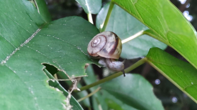 カタツムリ 横浜市瀬谷区長屋門公園