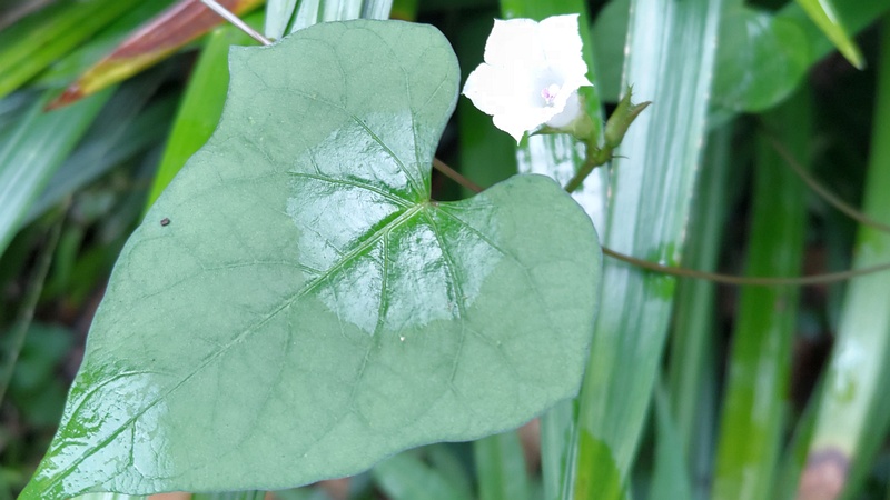 マメアサガオの花 横浜市瀬谷区長屋門公園