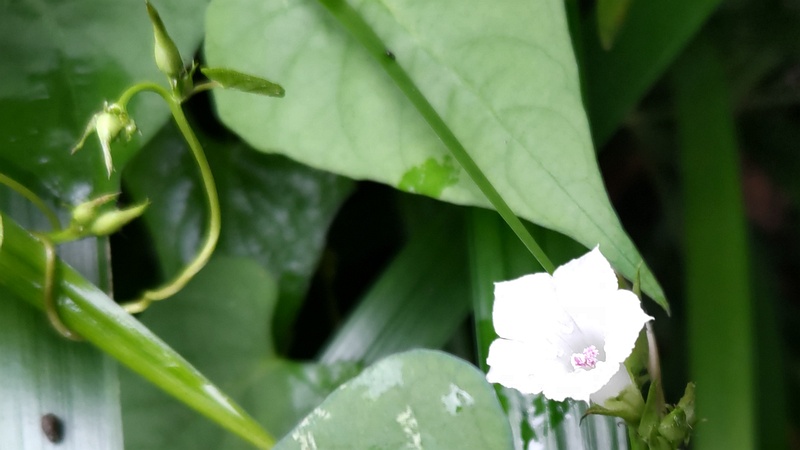 マメアサガオの花 横浜市瀬谷区長屋門公園