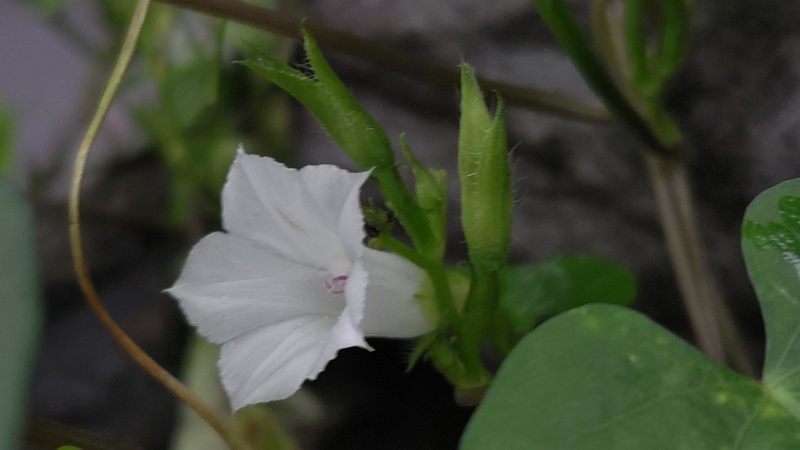 マメアサガオの花 横浜市瀬谷区長屋門公園