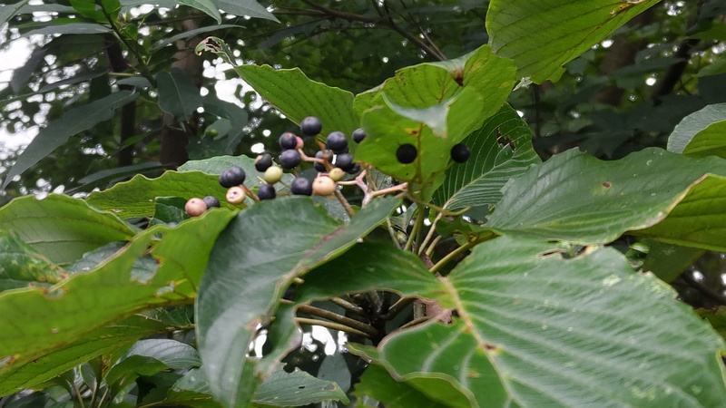 ミズキの果実 横浜市瀬谷区長屋門公園