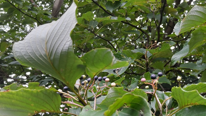ミズキの果実 横浜市瀬谷区長屋門公園