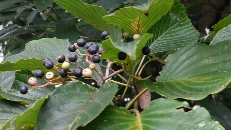 ミズキの果実 横浜市瀬谷区長屋門公園