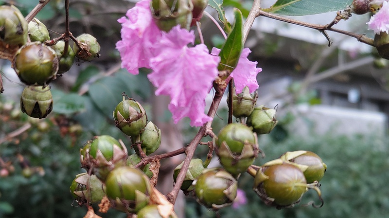 サルスベリの果実 横浜市旭区中希望が丘