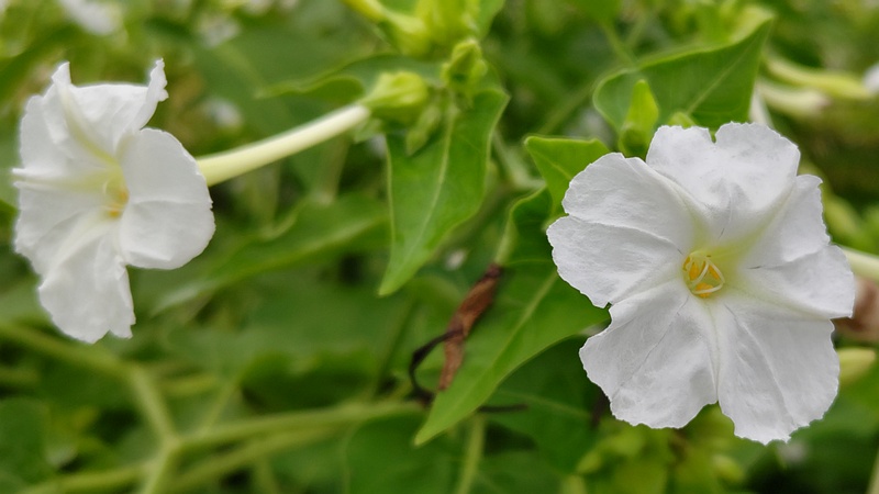 オシロイバナの花 横浜市旭区中希望が丘