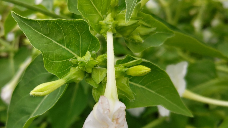 オシロイバナの花 横浜市旭区中希望が丘