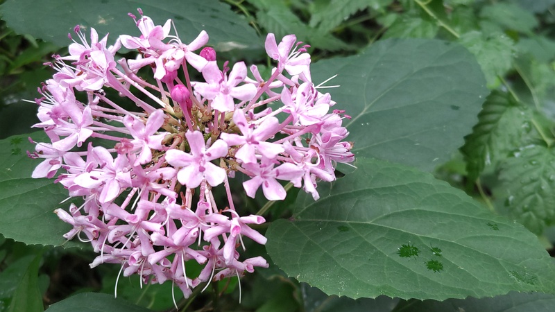 ボタンクサギの花 横浜市旭区希望が丘水の森公園