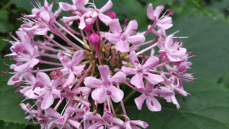 ボタンクサギの花 横浜市旭区希望が丘水の森公園
