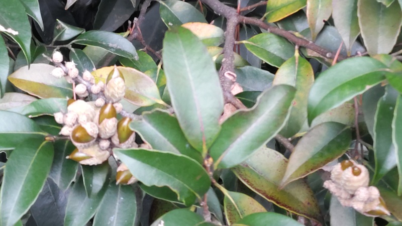 スダジイの果実 横浜市旭区希望が丘ふれあいの森公園