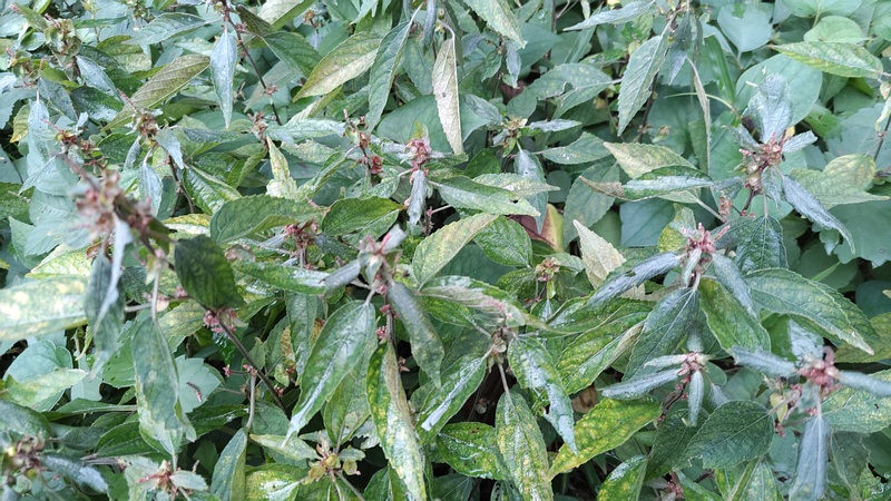 エノキグサの花 横浜市旭区希望が丘ふれあいの森公園
