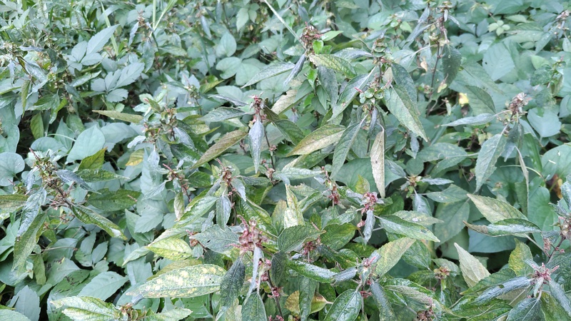 エノキグサの花 横浜市旭区希望が丘ふれあいの森公園