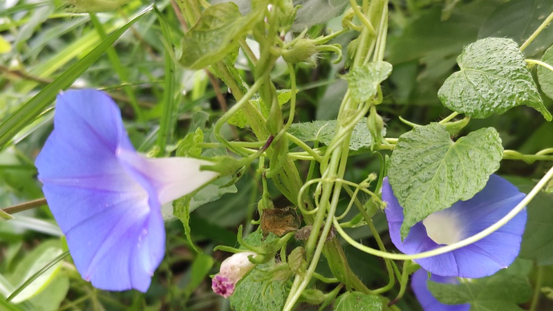 アサガオの花 横浜市旭区希望が丘水の森公園