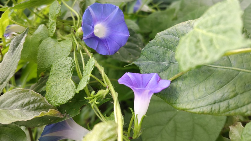 アサガオの花 横浜市旭区希望が丘水の森公園