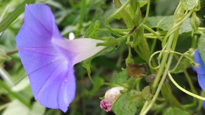 アサガオの花 横浜市旭区希望が丘水の森公園
