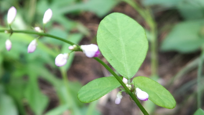 ヌスビトハギの花 横浜市旭区希望が丘水の森公園
