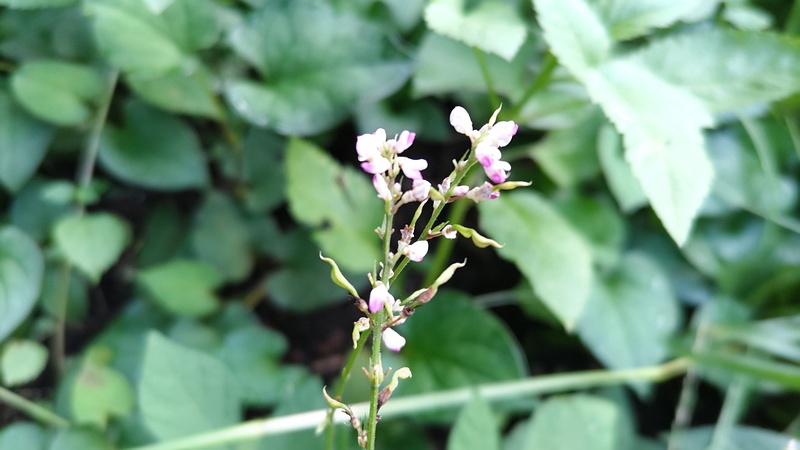 ヌスビトハギの花 横浜市旭区希望が丘水の森公園