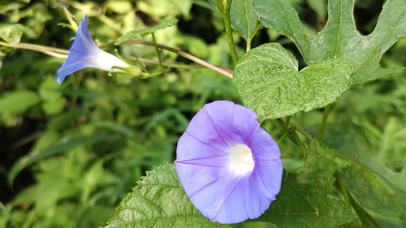 アサガオの花 横浜市旭区希望が丘水の森公園