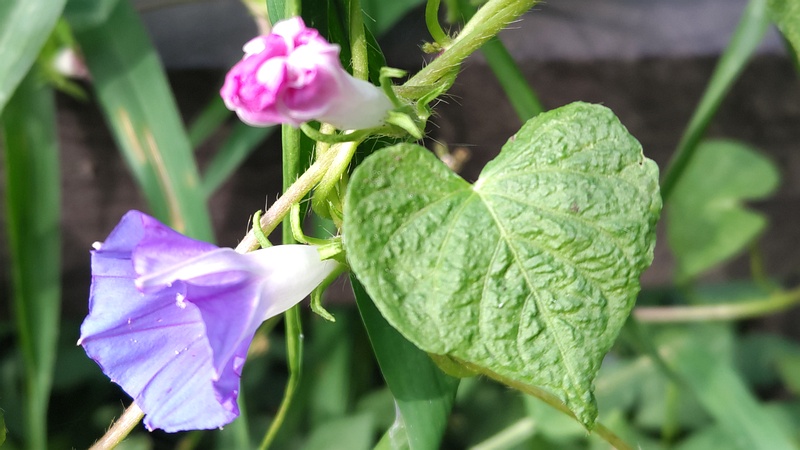 アサガオの花 横浜市旭区希望が丘水の森公園