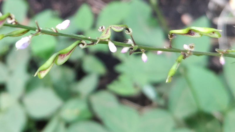ヌスビトハギの果実 横浜市旭区希望が丘水の森公園