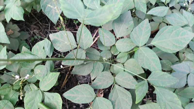 ヌスビトハギの葉 横浜市旭区希望が丘水の森公園