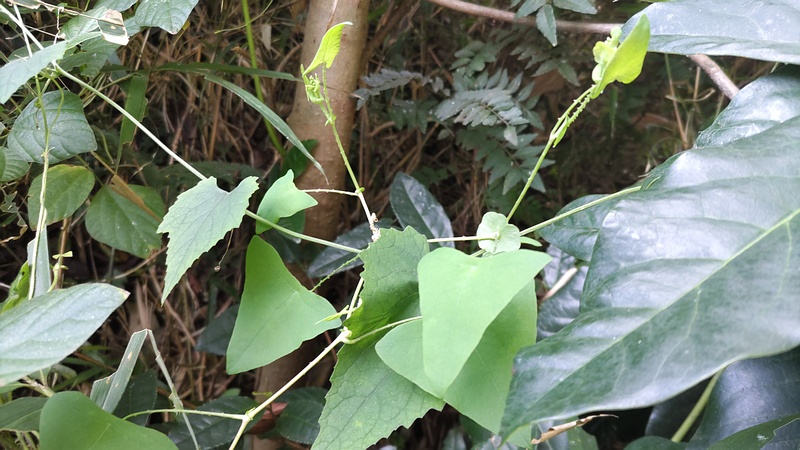 イシミカワ 横浜市旭区中希望が丘