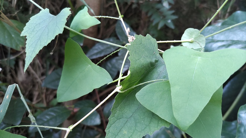 イシミカワ 横浜市旭区中希望が丘
