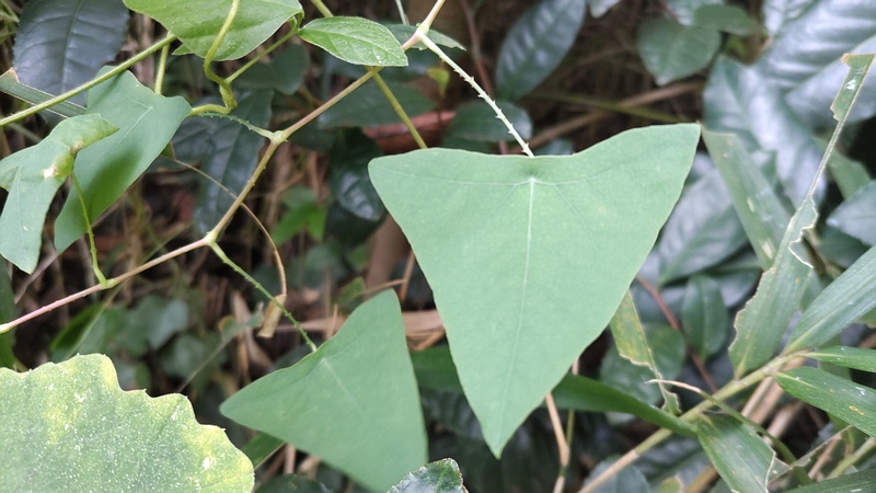 イシミカワ 横浜市旭区中希望が丘