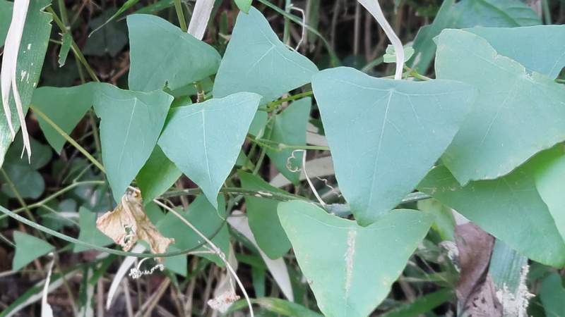イシミカワ 横浜市旭区中希望が丘