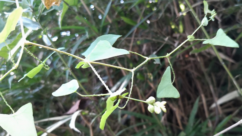 イシミカワ 横浜市旭区中希望が丘