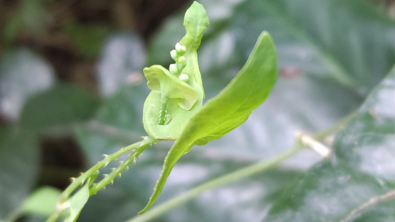 イシミカワの花 横浜市旭区中希望が丘