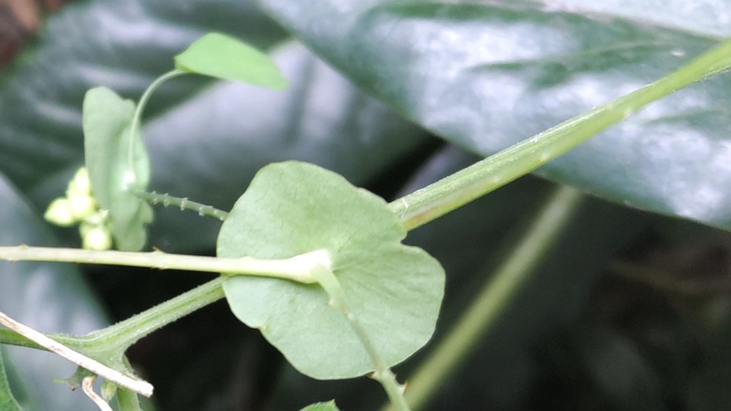 イシミカワ 横浜市旭区中希望が丘