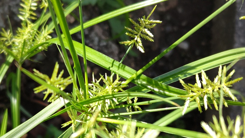 カヤツリグサ 横浜市旭区今宿町