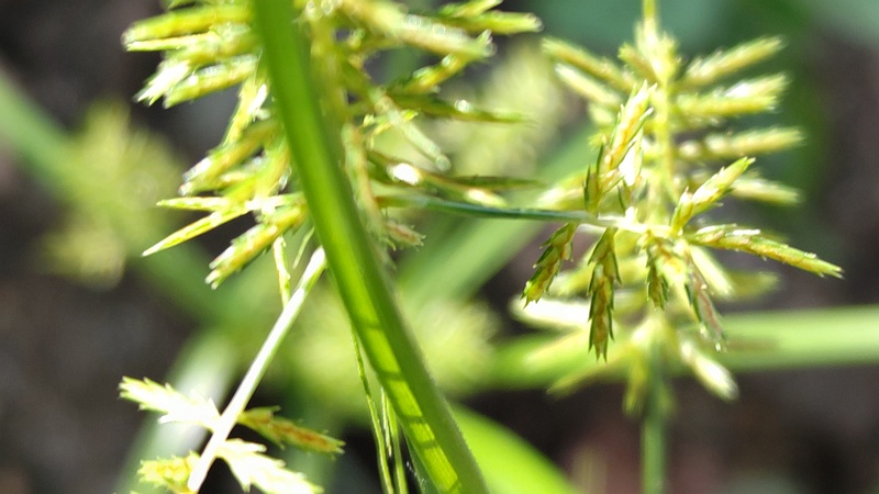 カヤツリグサ 横浜市旭区今宿町