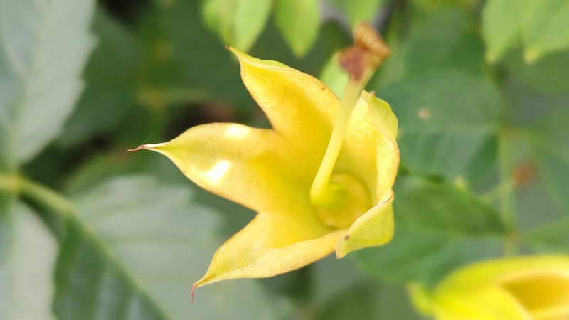 ノウゼンカズラの花後 横浜市旭区今宿南町