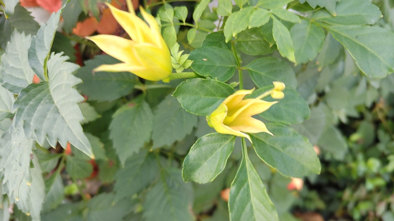 ノウゼンカズラの花後 横浜市旭区今宿南町