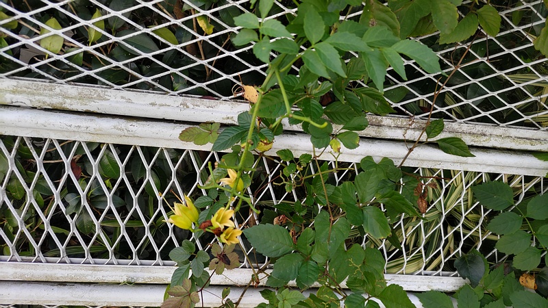 ノウゼンカズラの花後 横浜市旭区今宿南町