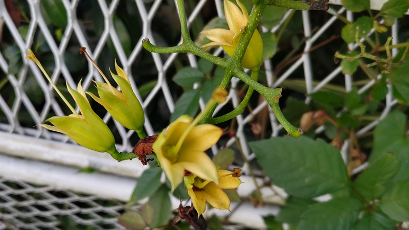 ノウゼンカズラの花後 横浜市旭区今宿南町