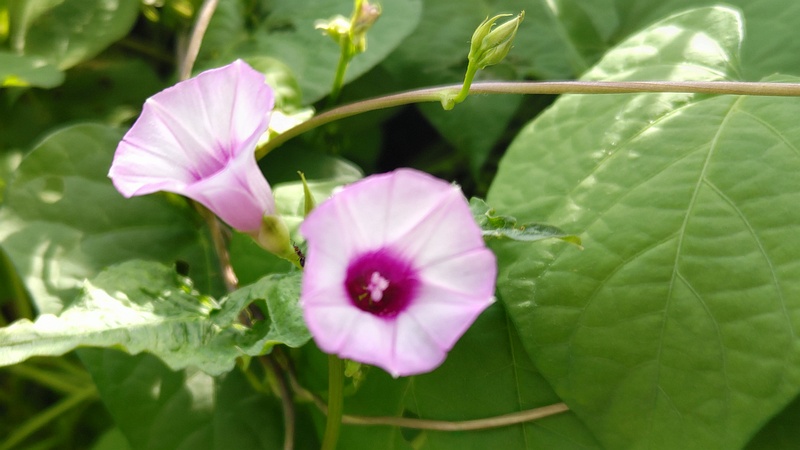 ホシアサガオの花 横浜市旭区今宿南町