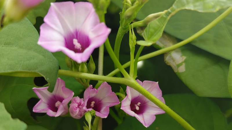 ホシアサガオの花 横浜市旭区今宿南町