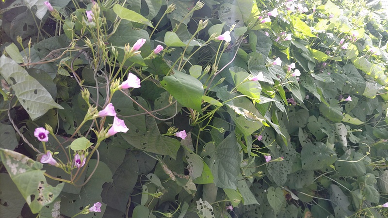 ホシアサガオの花 横浜市旭区今宿南町