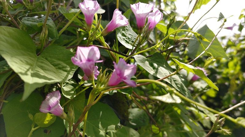 ホシアサガオの花 横浜市旭区今宿南町